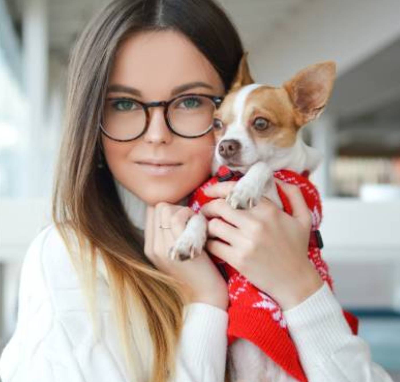 pet dog grooming